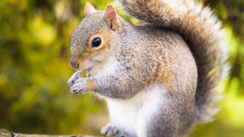 Let’s Save The Squirrels!