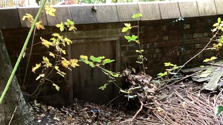 Mount Primary School Woodland Rejuvenation Project