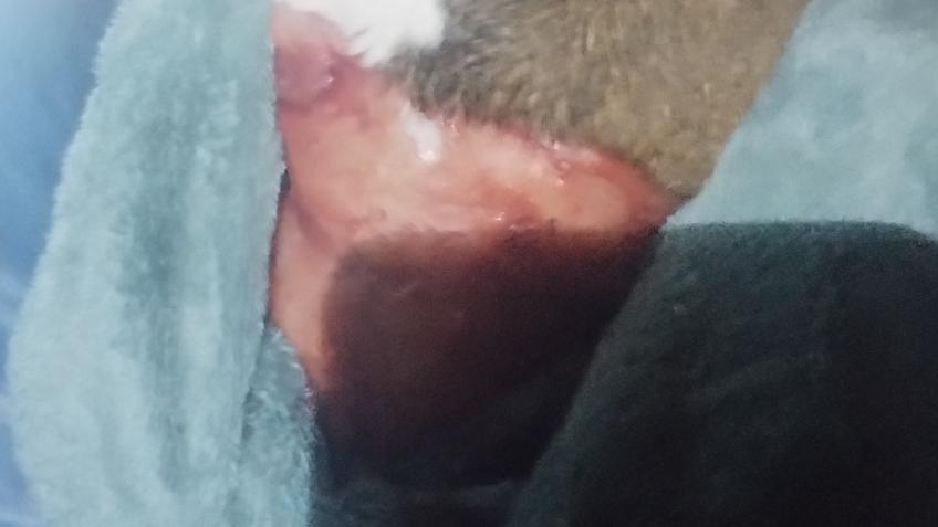 Urgent help needed for Cookie