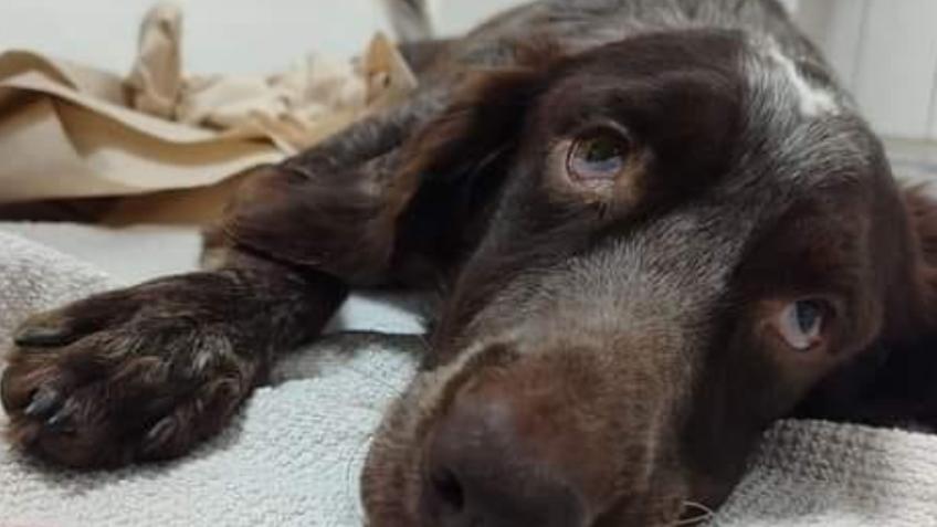 PLEASE HELP SAVE THESE PUPPIES….