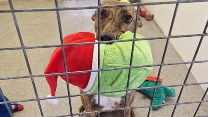 Give Shelter & rescue dogs a special Christmas