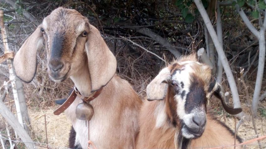 HELP BUILD FENCES FOR RESCUED ANIMALS!