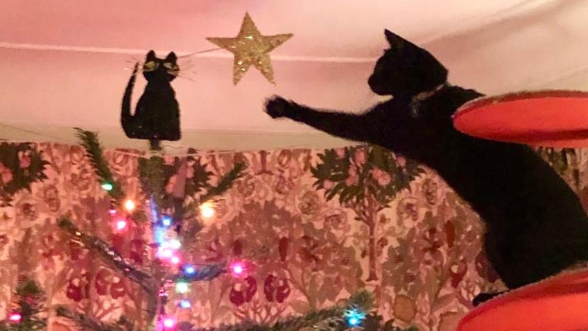 Xmas Cat Goodies Prize Draw