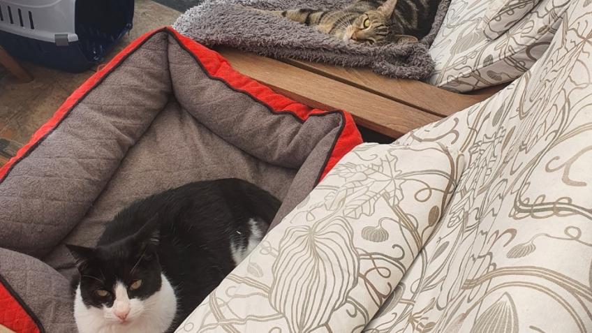 2x cat bills of after 2x family deaths