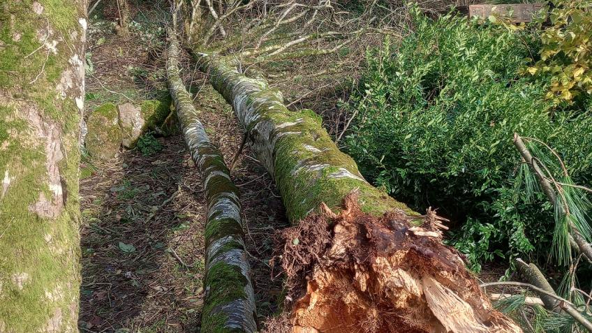 Devon Botanic Garden devastated by Storm Bert