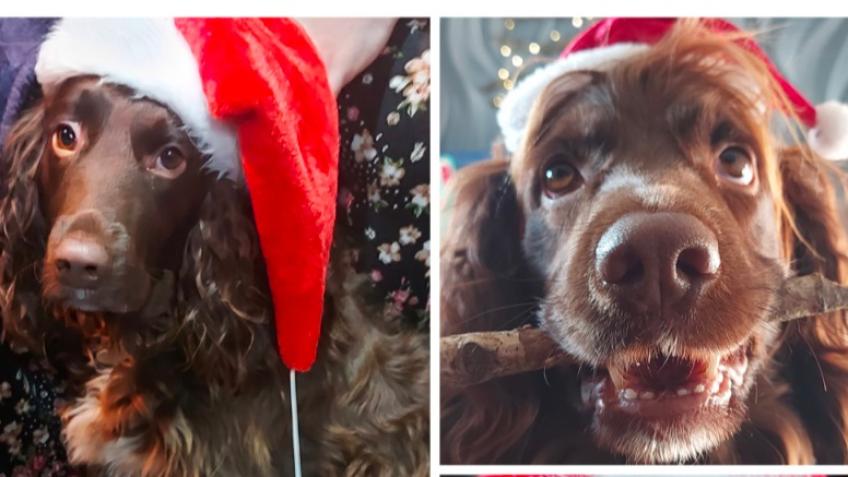 Christmas gifts for homeless & shelter Dogs!