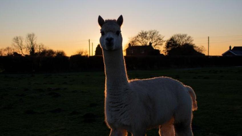 Win A One Night Stay In Luxury Lodge at Wren Farm