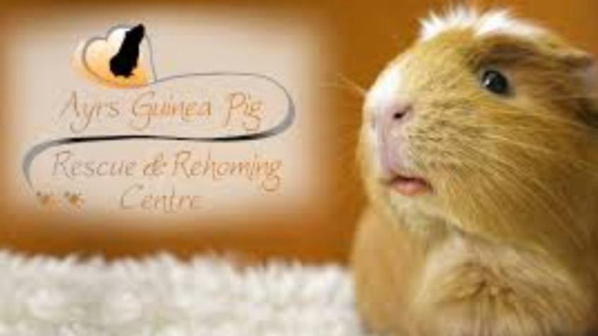 Ayr Guinea Pig Rescue