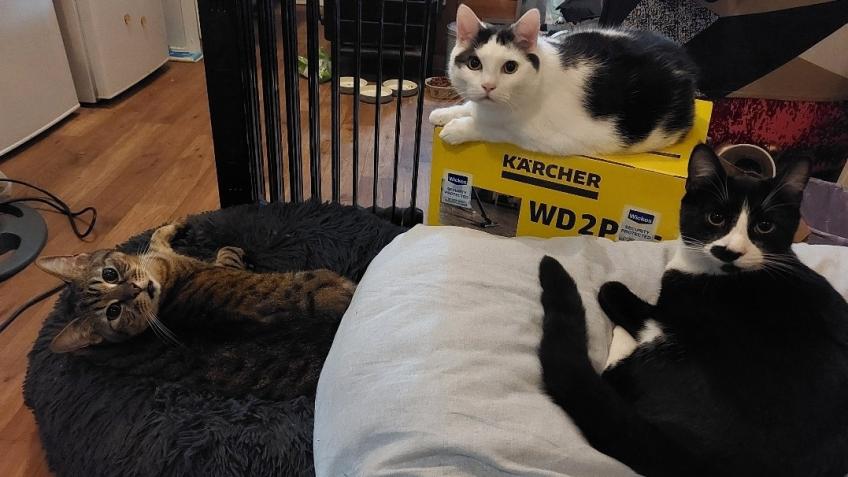 Warm home for 3 furry creatures :)