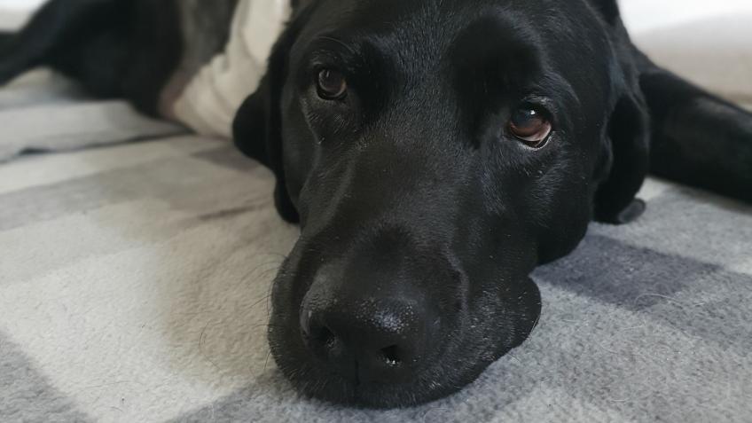 Provide urgent Chemotherapy for Labrador Quin