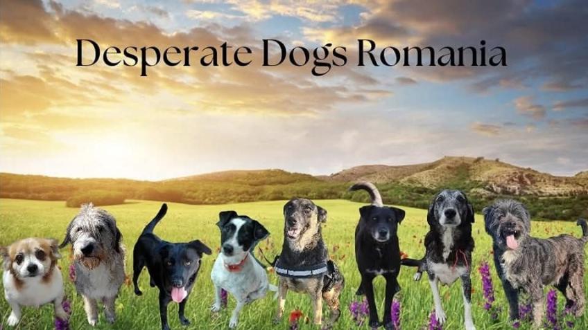 TRANSPORT FOR DOGS TO UK