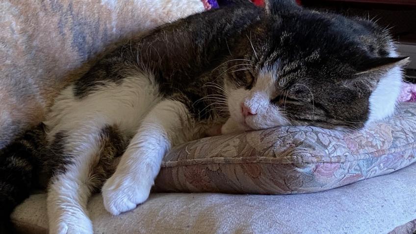 Rescuing and rehabilitating unwanted cats