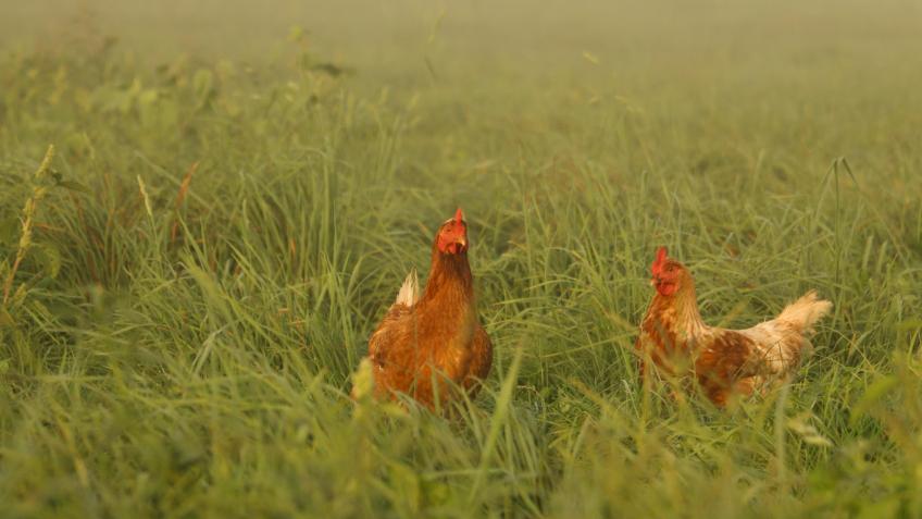 Help me give ex-farmed hens a home!