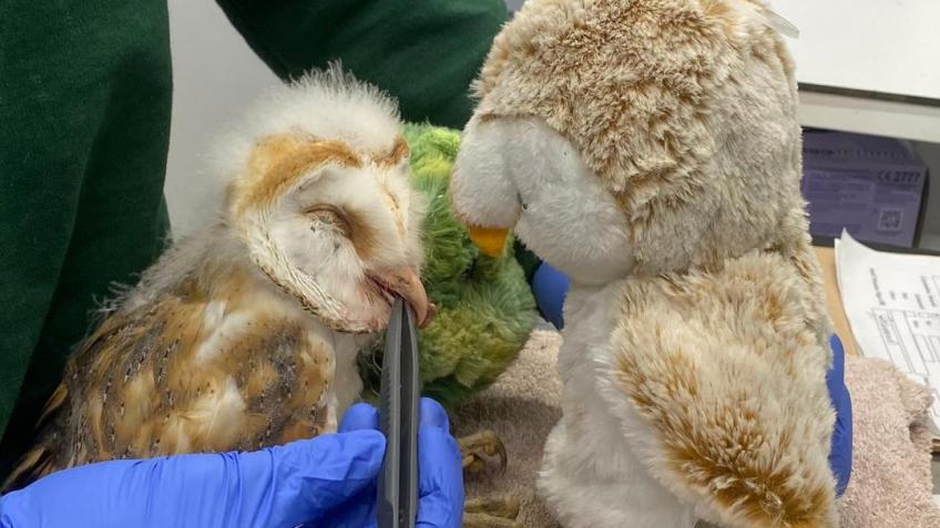 Hack Pen for Rehabilitated Owls & Birds of Prey