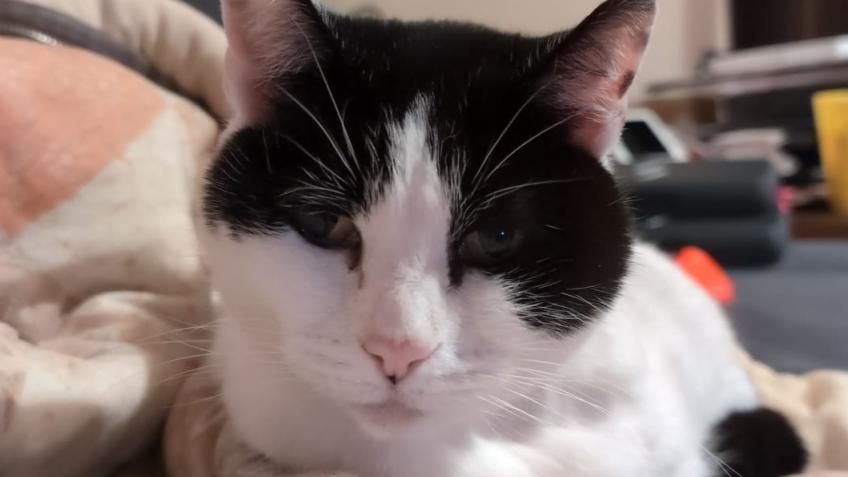 Help fund Onions vet fees