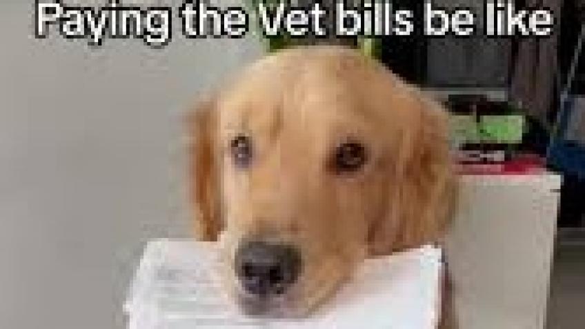 VET BILLS FOR HELPING DOGS IN NEED
