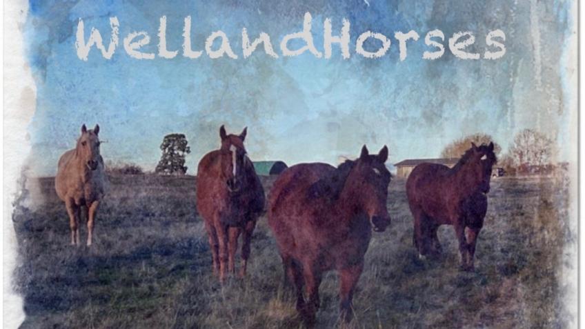 Well-being programmes with horses for individuals