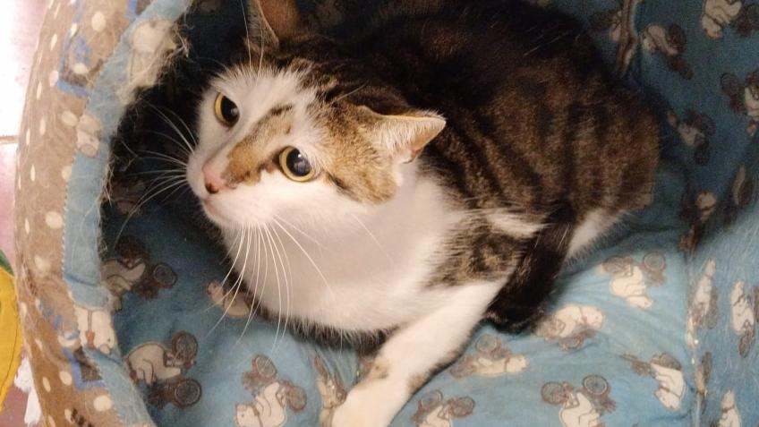 Bringing cat rescues Casey & jack to the UK
