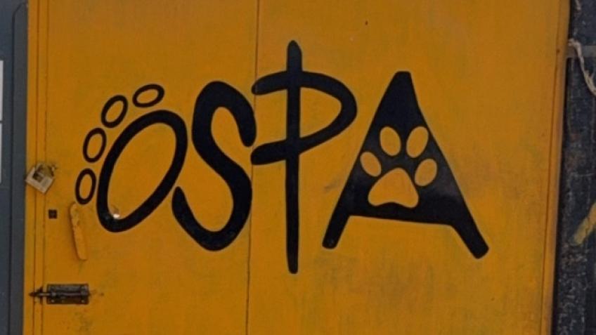 Help the dogs of Sal island
