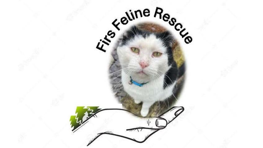 Firs Feline Rescue needs help with 8 Rescue cats