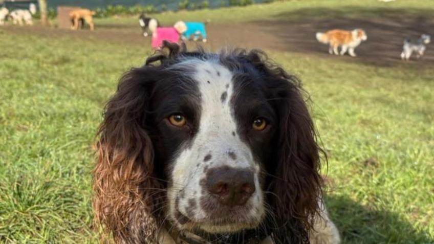Saving Kent Dog Walker Off Lead Exercise
