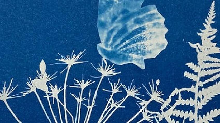 Prize draw-Ella's Flower Farm cyanotype workshop
