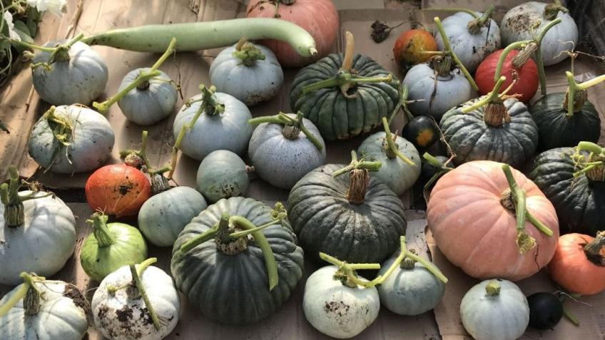 Sustainable Living at Marlpit Community Garden