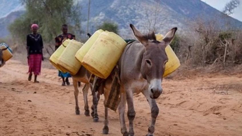 Why donkey’s matter