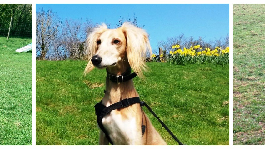 Kash 4 Kennels