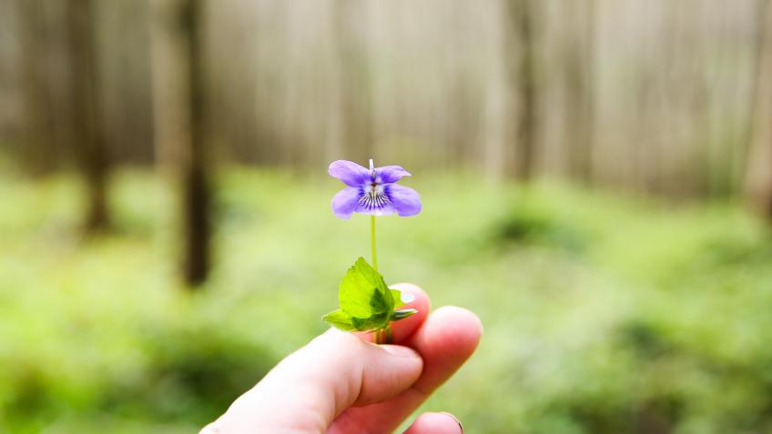 Help Me Complete My Clinical Herbalist Studies