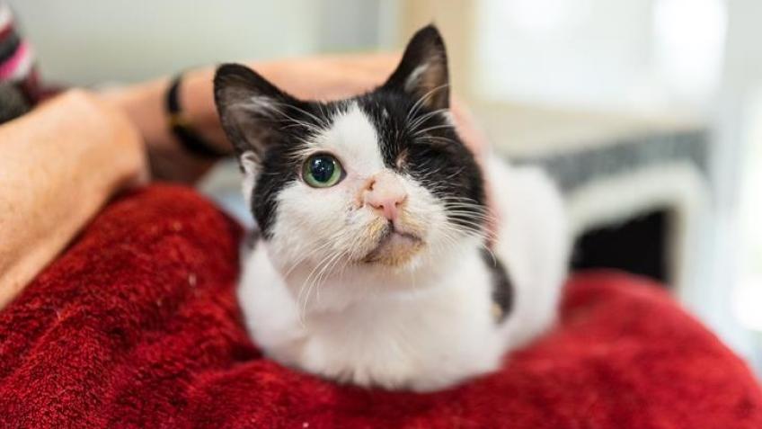 Help poorly dogs and cats get the X-rays they need