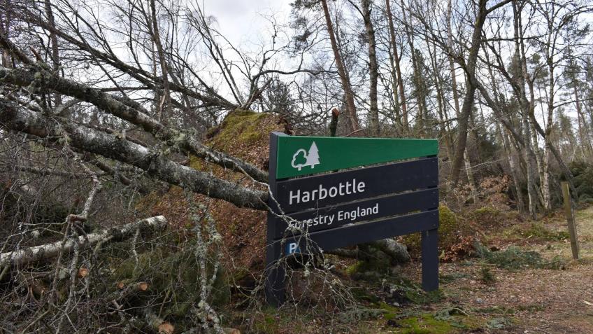 Restoring Harbottle Forest