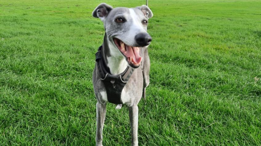 Help Dot Run Again