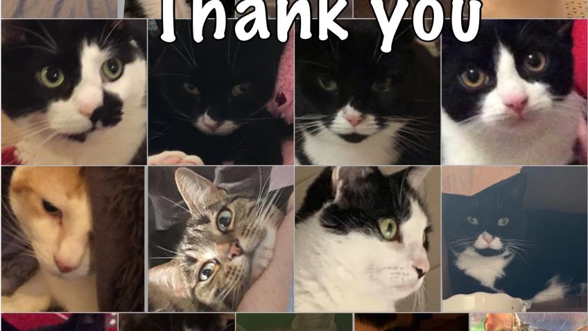 For vet bills