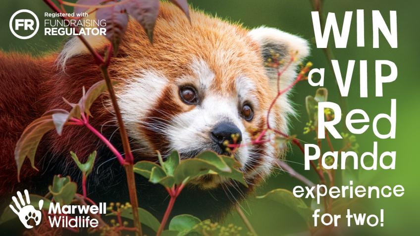 Win A VIP Red Panda Experience