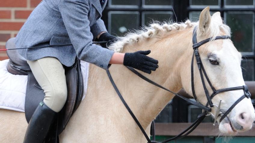 New horse for the riding school