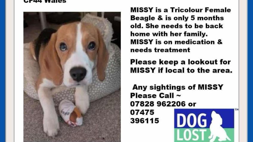 Bring Missy Home
