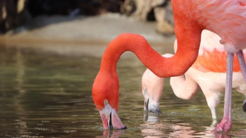 Win a trip to see rare animals
