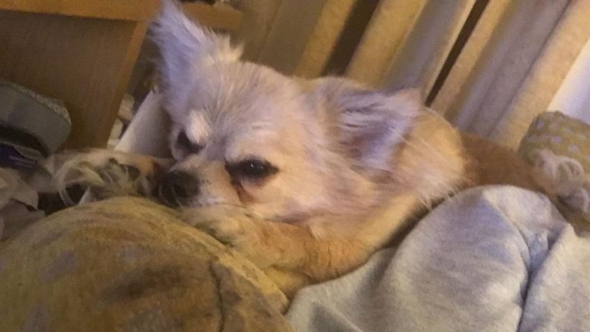 Bear, my rescued 11 yr old Chihuahua-very ill.