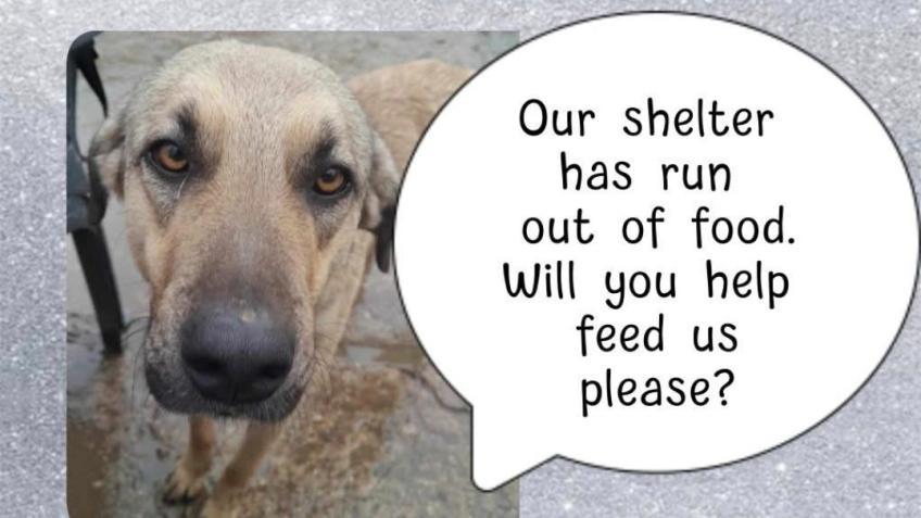 FOOD FOR KILL SHELTER DOGS