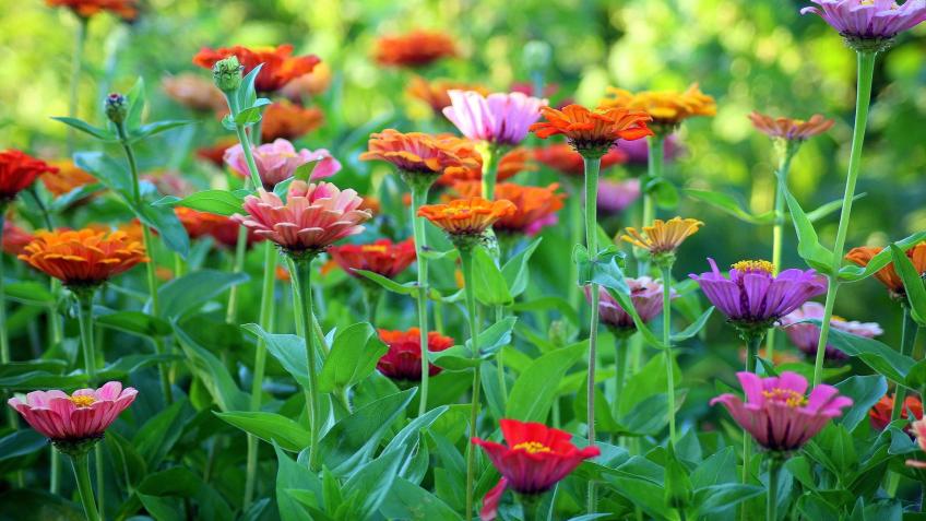 Hideaway Flower Farm; Flowers for PYO & Gifting