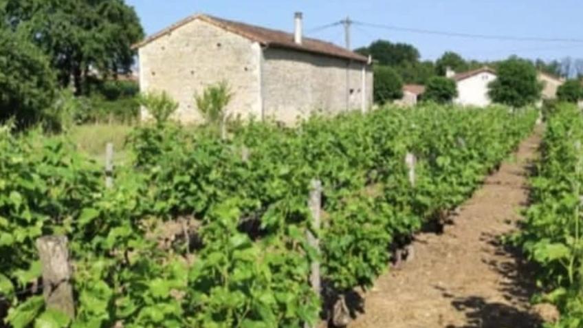 Building a beautiful getaway on a French vineyard