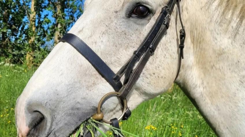 Help towards vet bills for brave Frosty