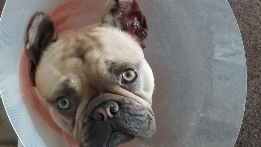 Milo's ear surgery
