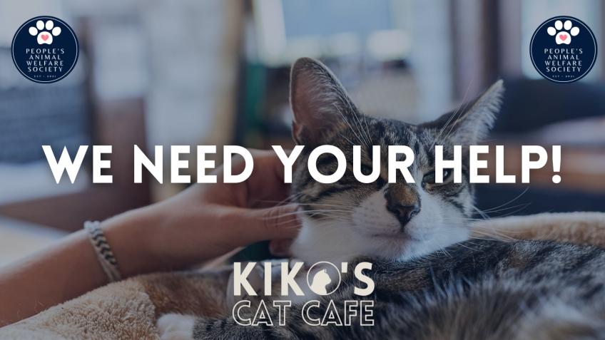 Please Help Us Rescue More Cats!