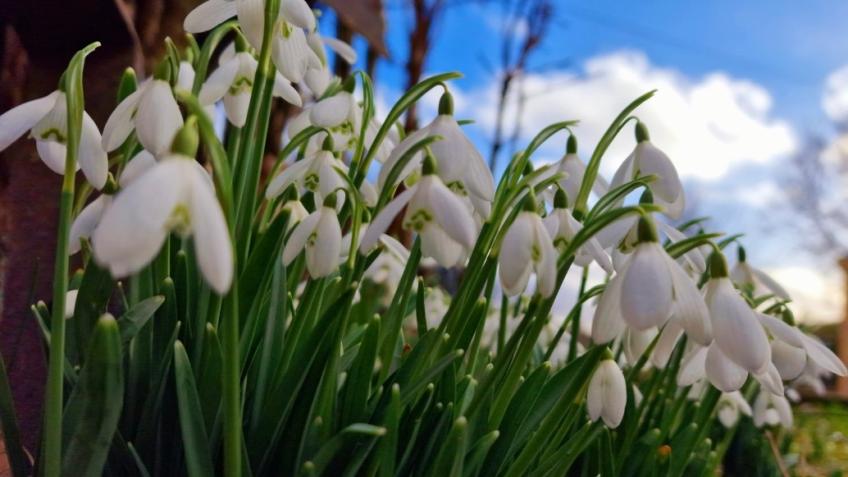 Comrie Snowdrops