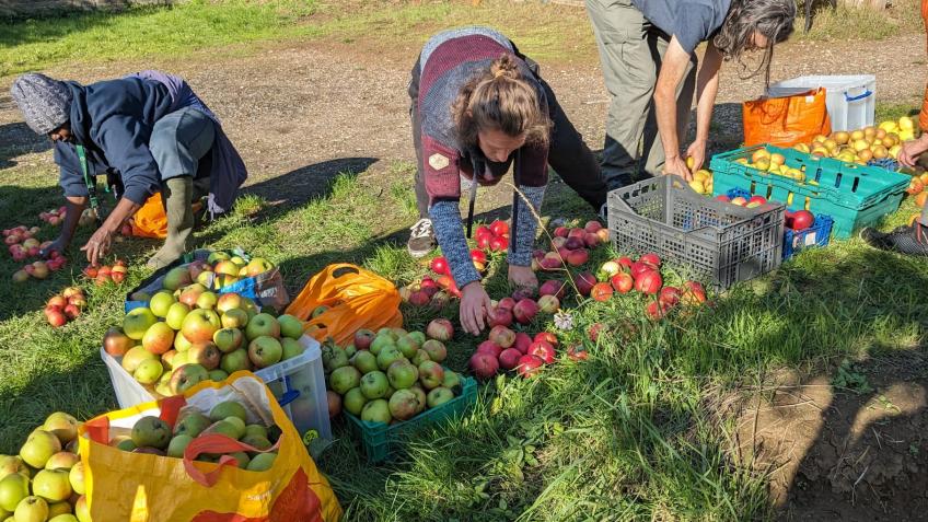 Reviving the Baring Road Allotments