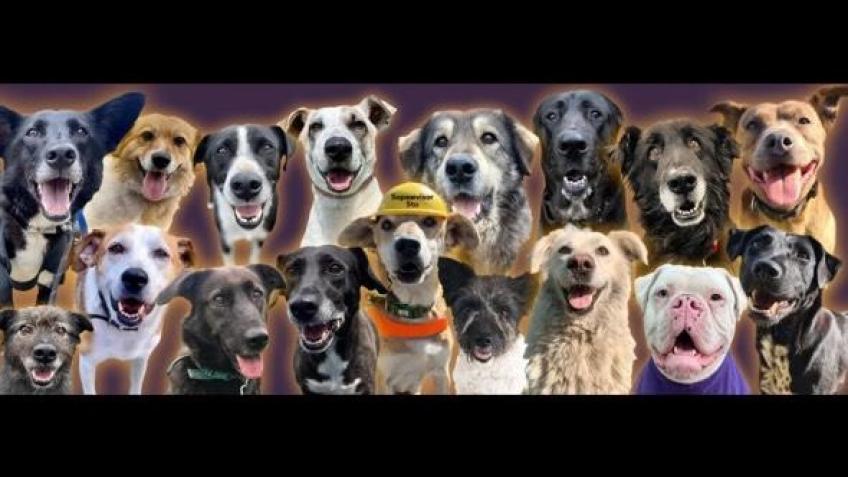 Jumping For Change - Supporting Kennel Free Rescue