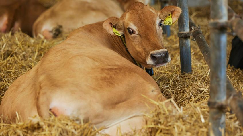 Improving cow infertility with biotech innovation