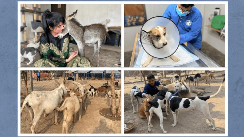 Help TAWF Build a Sanctuary for Rescued Animals
